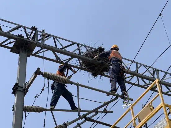 愛鳥護鳥 共建綠色美麗生態(tài)——國網(wǎng)天津電力在行動