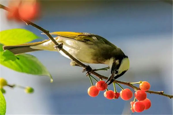 鳥群驚恐遠(yuǎn)離五十米，櫻桃農(nóng)戶為防鳥發(fā)明奇葩農(nóng)具，看看你怕嗎？